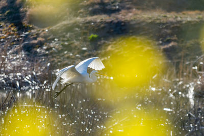 Close-up of bird flying over water