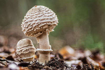 Close-up of mushroom growing on field