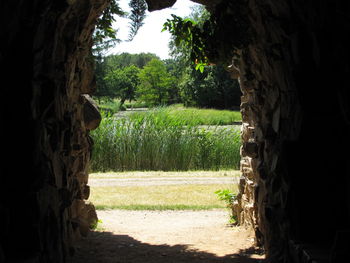 Trees on field in forest