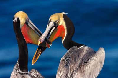 Close-up of brown pelican against sea