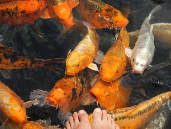 Fish swimming in pond