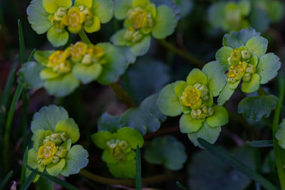 Close-up of yellow flowering plants