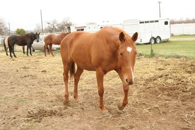 Horse grazing on field