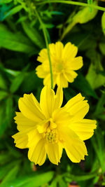 Close-up of yellow flower blooming outdoors