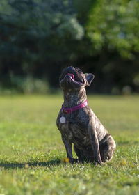 Dog sitting on field