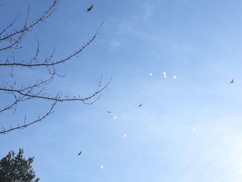 Low angle view of birds flying in sky