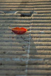 Close-up of dry maple leaf