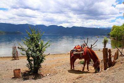 Mountain, pool and lazy horse