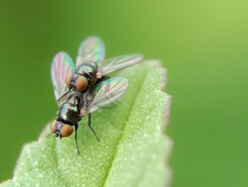 Close-up of fly on flower