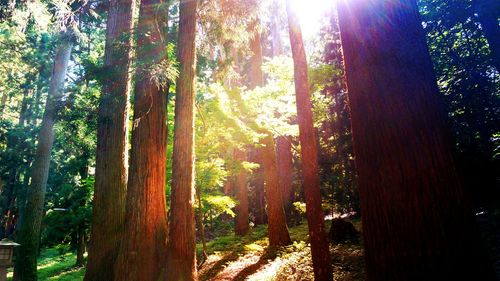 Trees in forest