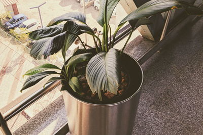 High angle view of potted plant