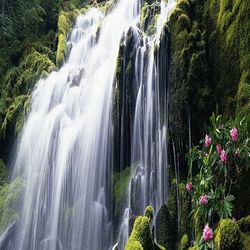 Scenic view of waterfall in forest