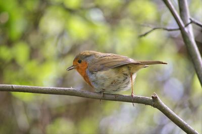 Close-up of bird perching on branch