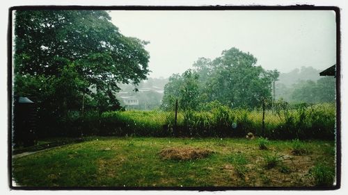 Trees on grassy field