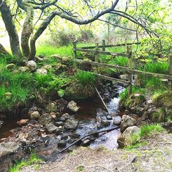 Stream in forest