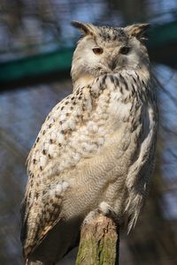 Close-up of eagle owl perching on wood