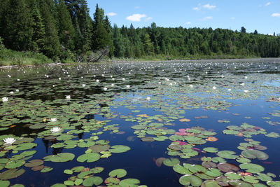 Water lily in lake