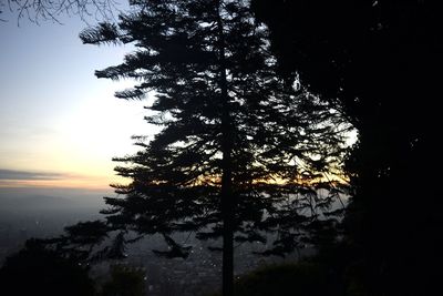 Low angle view of silhouette tree against sky during sunset