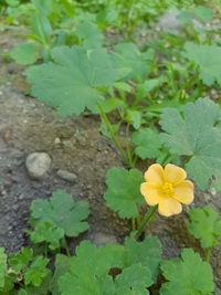 High angle view of yellow flowering plants