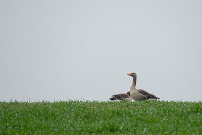 Bird on a field