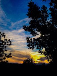 Silhouette of trees at sunset