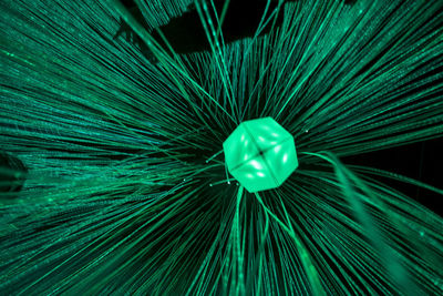 Full frame shot of blue flower