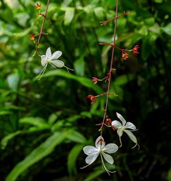 Close-up of plant