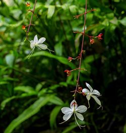 White flowers blooming against plants