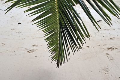 Close-up of palm leaves on beach