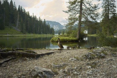 Birds on a lake