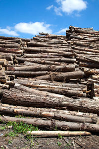 Stack of logs on field in forest against sky