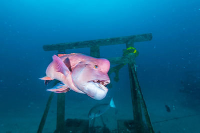 View of fish swimming in sea