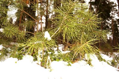 Plants growing on tree