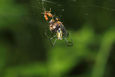 A closeup of a spider on a web that engages itself in its burn