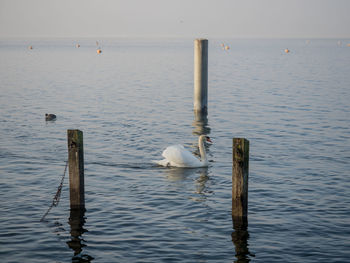 Swan swimming on lake