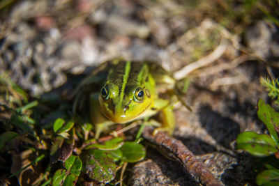 A beautiful common green water frog enjoying sunbathing in a natural habitat at the forest pond. 