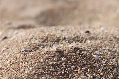 Close-up of crab on sand