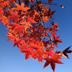 Low angle view of maple tree against sky