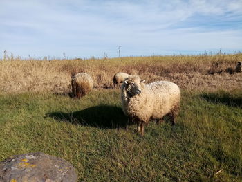 Sheep on field against sky