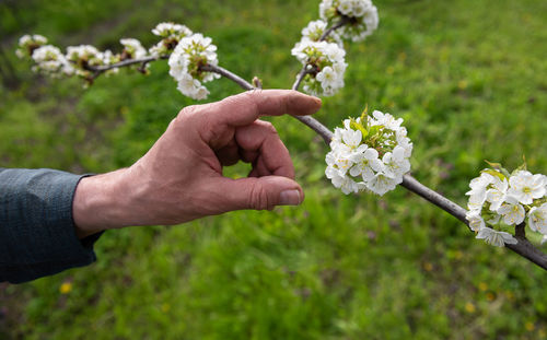 Dirty hand of farmer inspecting white blooming cherry tree branch in organic orchard garden. 