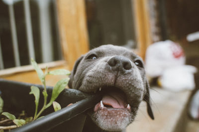 Dog eating edge of potted plant