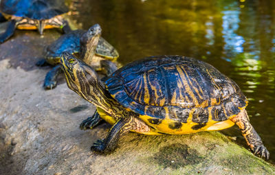 Close-up of turtle on rock