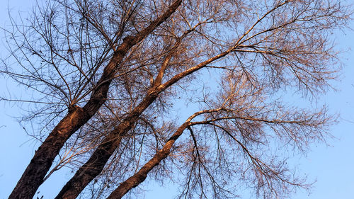 Low angle view of tree against clear sky