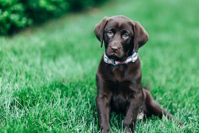 Dog on grassy field