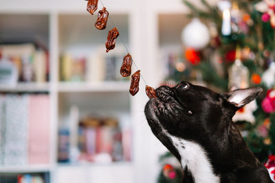 Close-up of a french bulldog dog eating christmas sausages at home