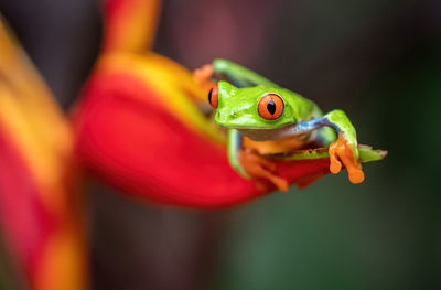 Close-up of frog sitting on leaf