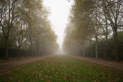 Road amidst trees during autumn