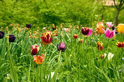 Close-up of purple tulip flowers in field