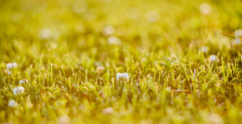 Close-up of fresh green grass in field