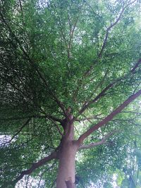 Low angle view of tree in forest